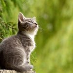 Guida all’acquisto di un gatto