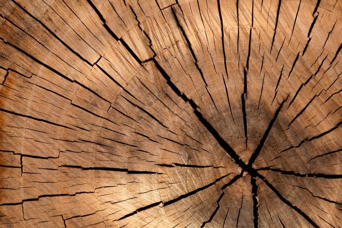 Legno
