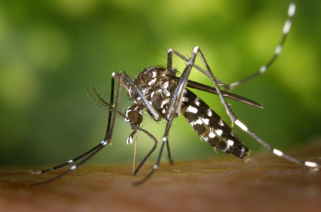 Che cosa attira di più le zanzare: la guida per liberarsene una volta per tutte
