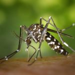 Che cosa attira di più le zanzare: la guida per liberarsene una volta per tutte