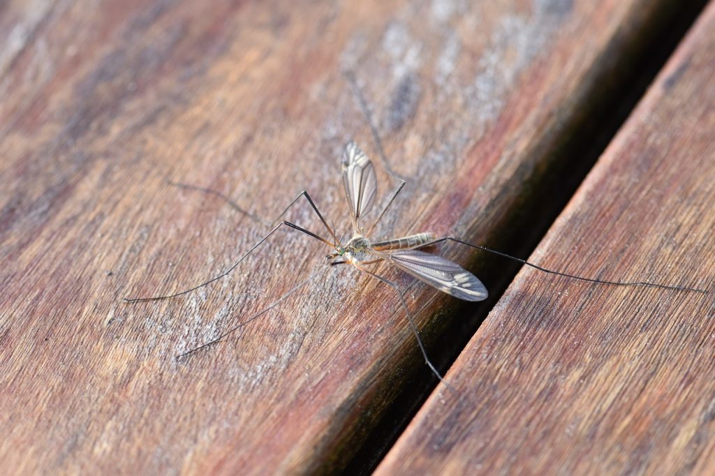 Cimici dei letti e zanzare: come distinguere le loro punture