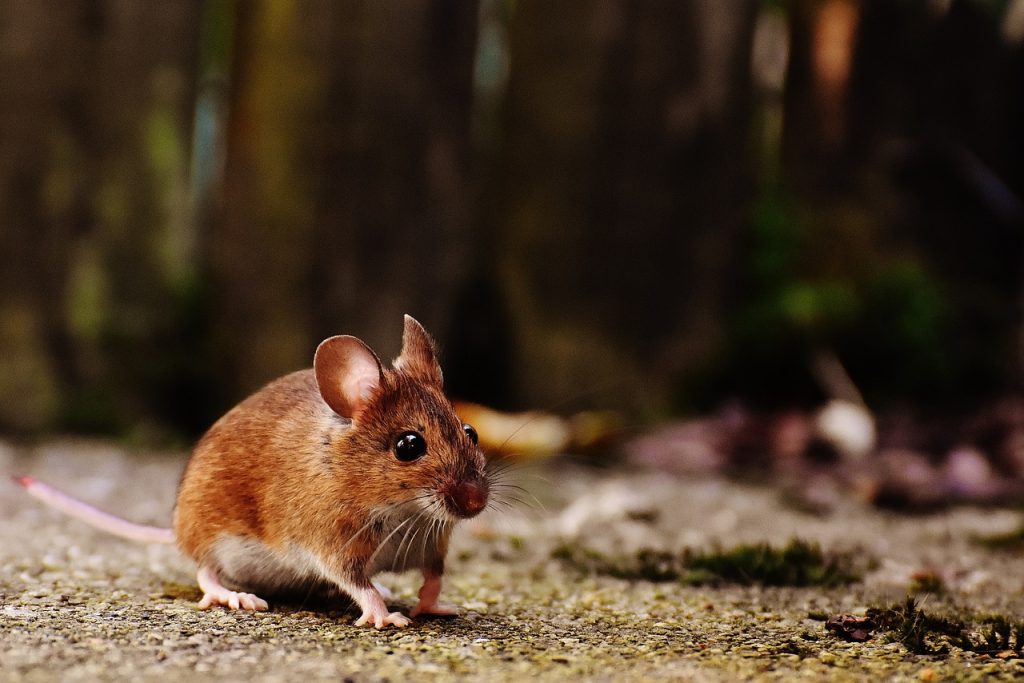Topi e ratti: la guida completa per riconoscerli e allontanarli definitivamente