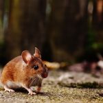 Topi e ratti: la guida completa per riconoscerli e allontanarli definitivamente