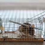 Topi e ratti in casa: un problema sempre più frequente