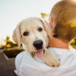 Come sciogliere i nodi al pelo del cane?