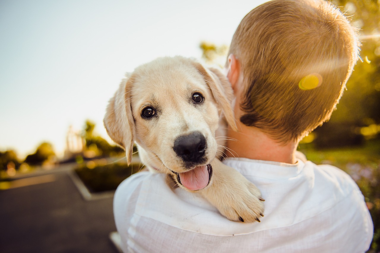 Come sciogliere i nodi al pelo del cane?